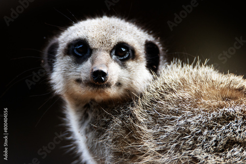 super close up of a Slender tailed meerkat (Suricata suricatta) isolated on a natural green background photo