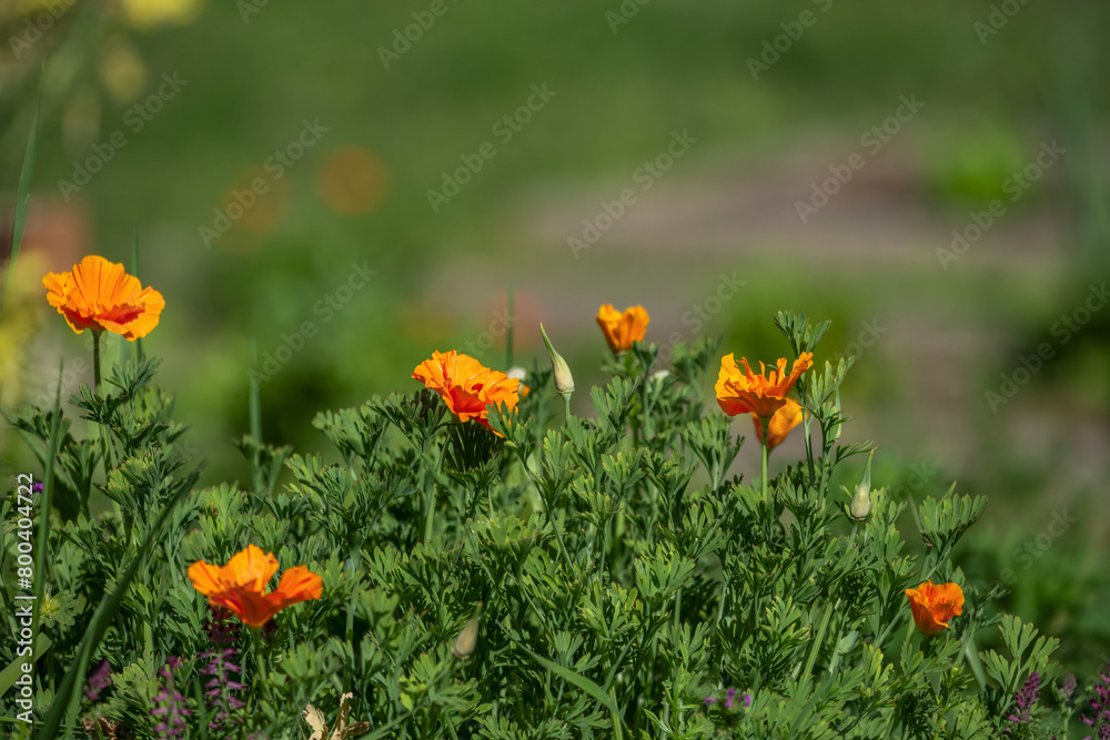 Orange poppy flower It is a plant that is especially suitable for all those who want to have their nerves under control at any time Orange poppy flower It is a plant that is especially suitable for all those who want to have their nerves under control at any time