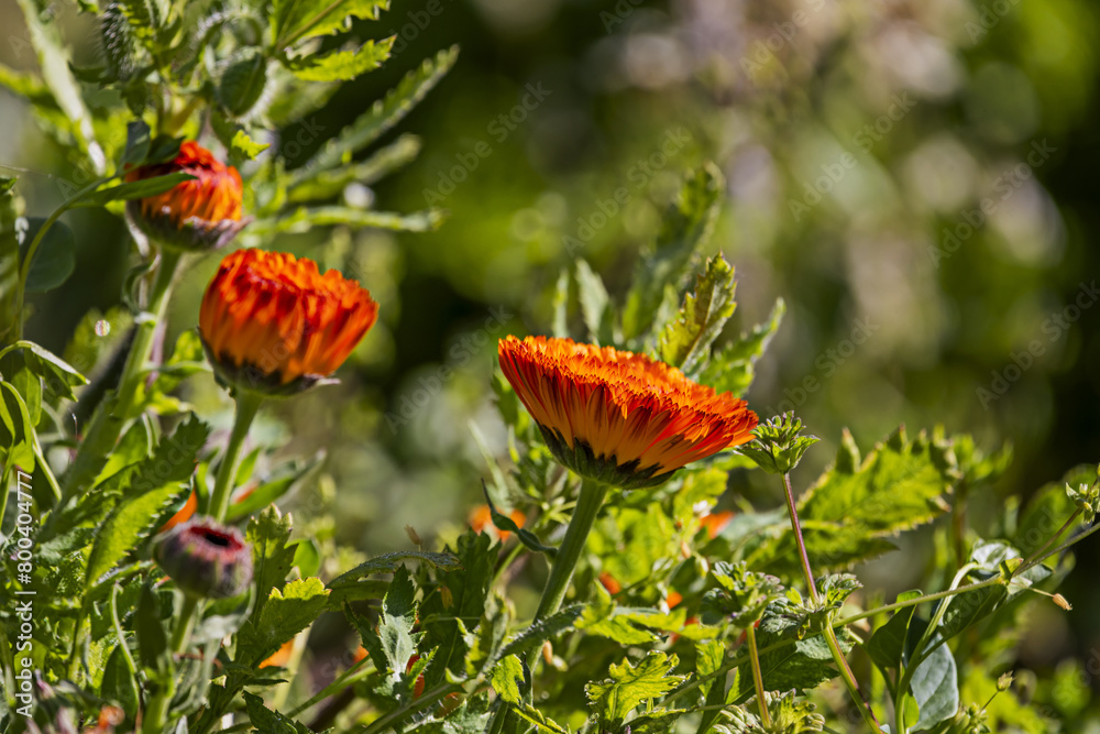 The medicinal plant calendula is not very demanding regarding the type of soil, although it prefers clay. It is a temperate climate plant, but it resists frost and drought The medicinal plant calendula is not very demanding regarding the type of soil, although it prefers clay. It is a temperate climate plant, but it resists frost and drought