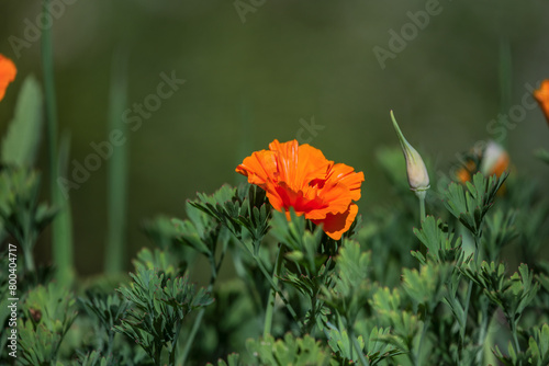 Orange poppy flower It is a plant that has sedative, somniferous, antispasmodic and analgesic properties and is recognized by having very bright yellow flowers photo