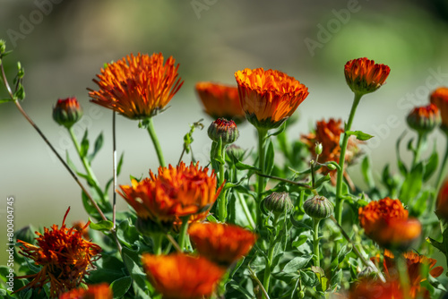 The medicinal plant calendula This is a plant that has been used in the Mediterranean region since the time of the ancient Greeks, and was previously known by the Hindus
