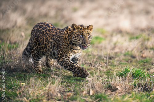 A spotted leopard cub lies and observes the surroundings.