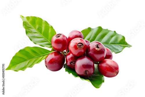 Isolated red coffee fruits and green leaf branch on white
