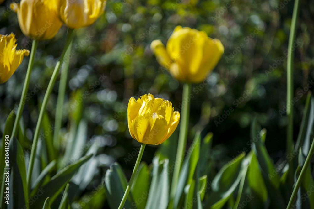 Obraz premium Tulipa is a genus of perennial and bulbous plants belonging to the Liliaceae family, which includes the popular tulips.