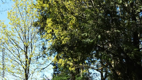 Spring Awakening in Lush Forest - Trees with New Leaves