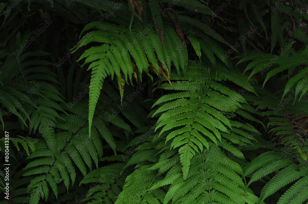 flora tropical flora tropical