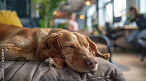 A brown dog sleeping on a couch in an office