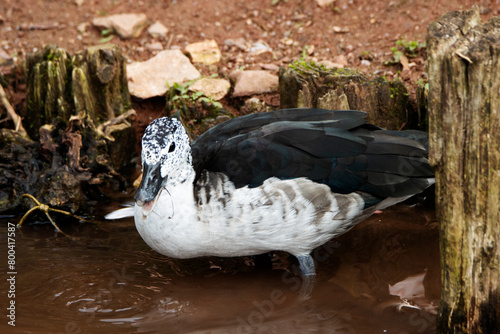 a single female knob-billed duck or African comb duck  (Sarkidiornis melanotos) photo