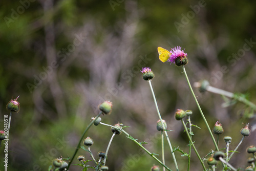 A yellow butterfly delicately rests upon a vibrant purple thistle (Cirsium horridulum), its surroundings a soft blur of budding thistle in a tranquil spring morning within a butterfly habitat. photo