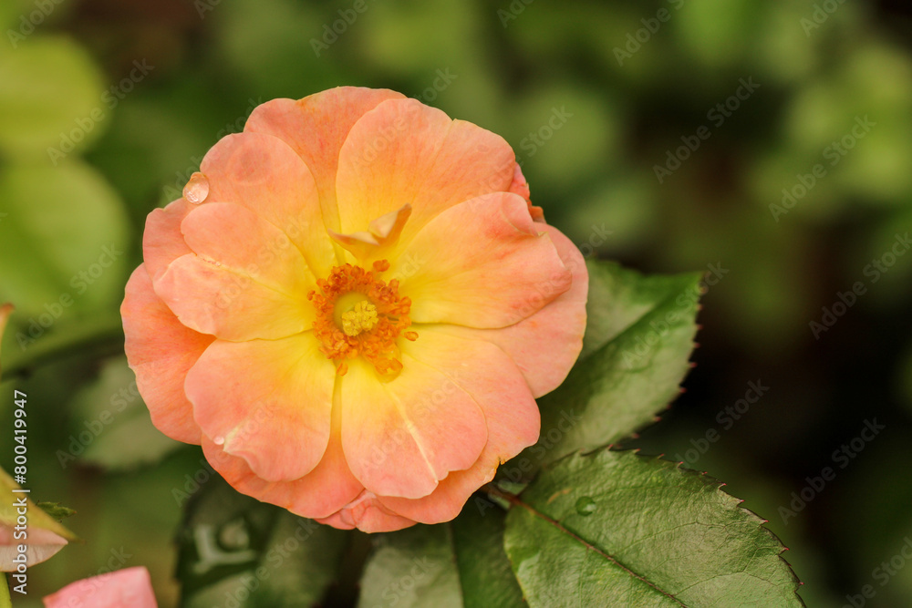 peach drift rose with water drop peach drift rose with water drop