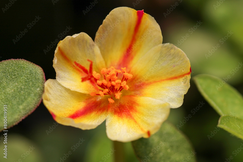 yellow and orange flower macro