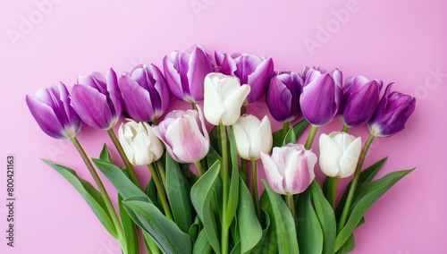 bouquet of purple and white tulips on pink background #800421163