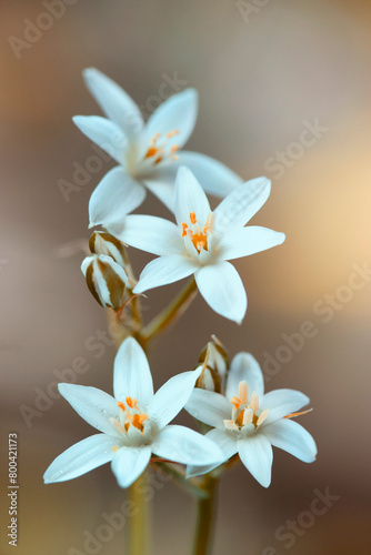 Wiosenne, białe kwiaty - Śniedek.
Ornithogalum.
 photo