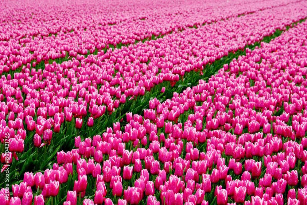 Landscape of Dutch pink tulips in the Netherlands on a field. Lots of tulips. Landscape of Dutch pink tulips in the Netherlands on a field. Lots of tulips.