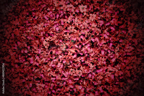 Floral background of small red flowers.