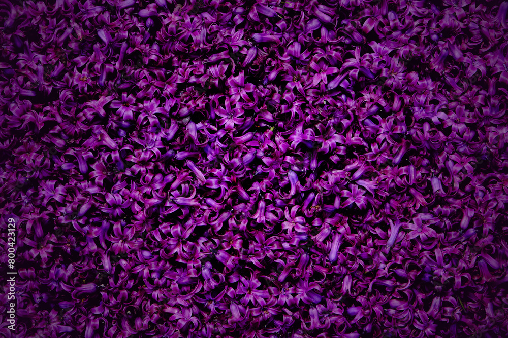 Floral background of small purple flowers.
