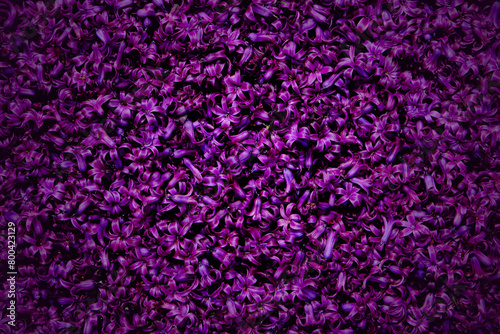 Floral background of small purple flowers.