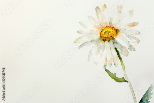 Minimalistic watercolor of a Daisy on a white background, cute and comical.