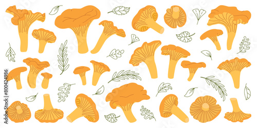Chanterelle mushrooms set. Edible chanterelle mushrooms. Yellow mushroom. Hand drawn trendy flat style. Doodle autumn forest harvest. Vector illustration