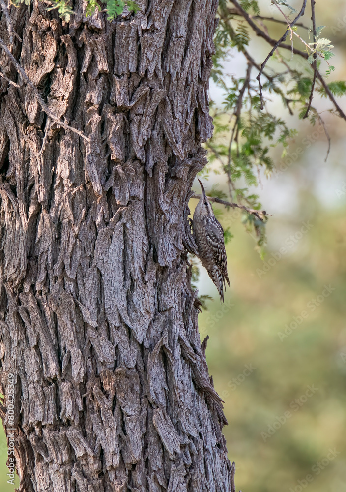 An Indian Spotted Creeper perched on top of a tree top, these birds are endemic to this region inside Tal chappar Black buck sanctuary during a wildlife sanctuary An Indian Spotted Creeper perched on top of a tree top, these birds are endemic to this region inside Tal chappar Black buck sanctuary during a wildlife sanctuary