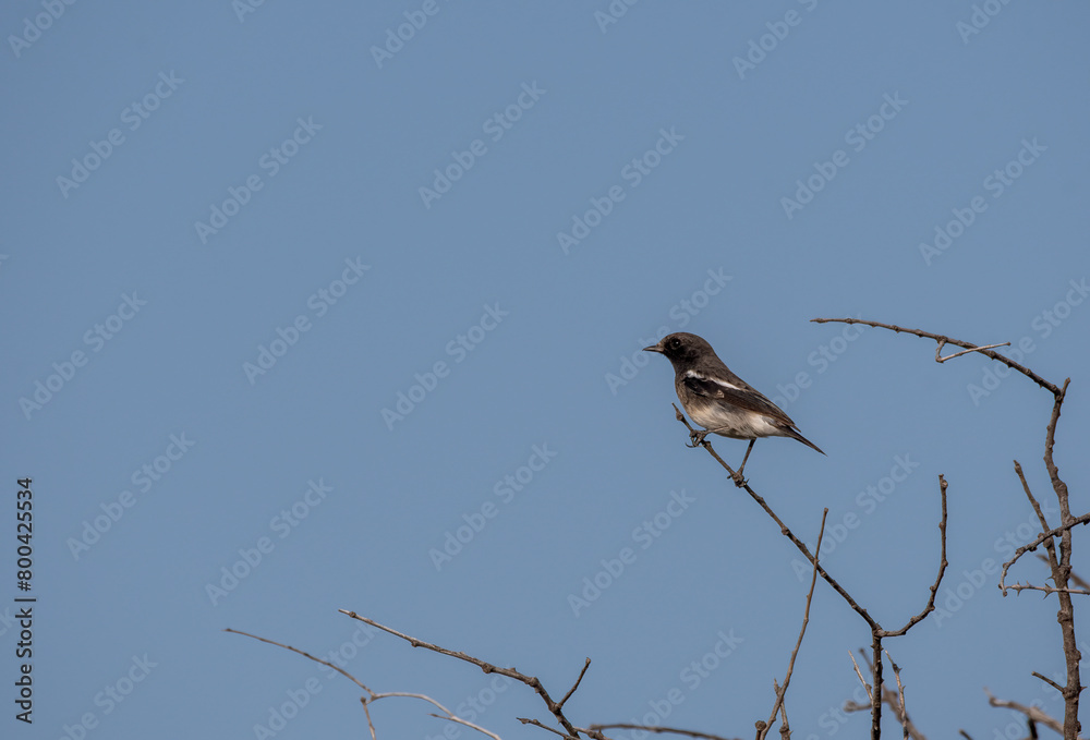 An Indian Spotted Creeper perched on top of a tree top, these birds are endemic to this region inside Tal chappar Black buck sanctuary during a wildlife sanctuary An Indian Spotted Creeper perched on top of a tree top, these birds are endemic to this region inside Tal chappar Black buck sanctuary during a wildlife sanctuary