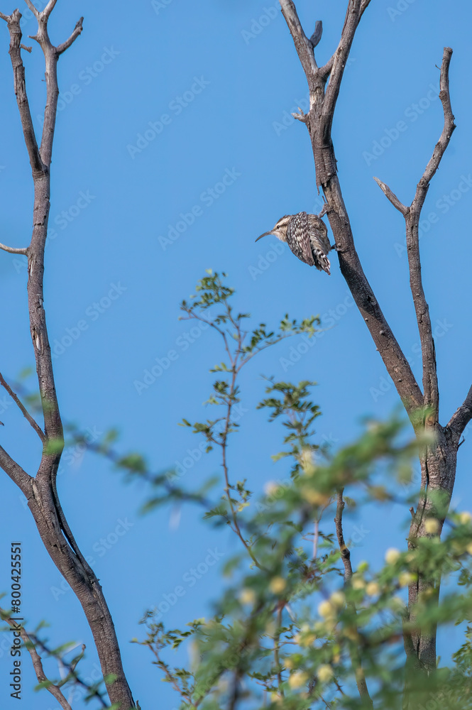 An Indian Spotted Creeper perched on top of a tree top, these birds are endemic to this region inside Tal chappar Black buck sanctuary during a wildlife sanctuary An Indian Spotted Creeper perched on top of a tree top, these birds are endemic to this region inside Tal chappar Black buck sanctuary during a wildlife sanctuary