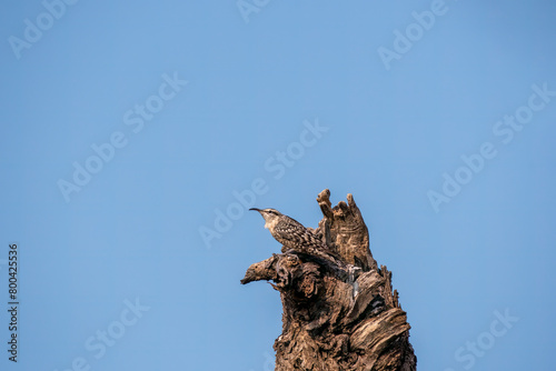 An Indian Spotted Creeper perched on top of a tree top, these birds are endemic to this region inside Tal chappar Black buck sanctuary during a wildlife sanctuary photo