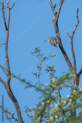 An Indian Spotted Creeper perched on top of a tree top, these birds are endemic to this region inside Tal chappar Black buck sanctuary during a wildlife sanctuary photo