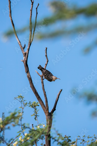 An Indian Spotted Creeper perched on top of a tree top, these birds are endemic to this region inside Tal chappar Black buck sanctuary during a wildlife sanctuary photo