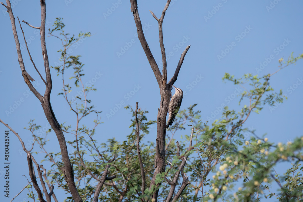 An Indian Spotted Creeper perched on top of a tree top, these birds are endemic to this region inside Tal chappar Black buck sanctuary during a wildlife sanctuary An Indian Spotted Creeper perched on top of a tree top, these birds are endemic to this region inside Tal chappar Black buck sanctuary during a wildlife sanctuary