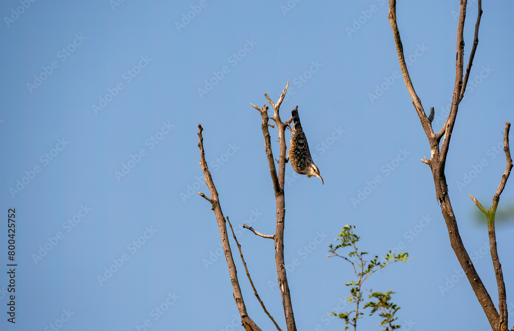 An Indian Spotted Creeper perched on top of a tree top, these birds are endemic to this region inside Tal chappar Black buck sanctuary during a wildlife sanctuary An Indian Spotted Creeper perched on top of a tree top, these birds are endemic to this region inside Tal chappar Black buck sanctuary during a wildlife sanctuary