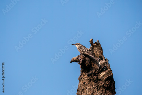 An Indian Spotted Creeper perched on top of a tree top, these birds are endemic to this region inside Tal chappar Black buck sanctuary during a wildlife sanctuary photo