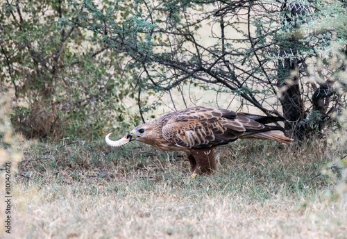 A long-legged buzzard feeding on the spiny tailed lizard inside Tal chappar blackbuck sanctuary during a wildlife safari photo