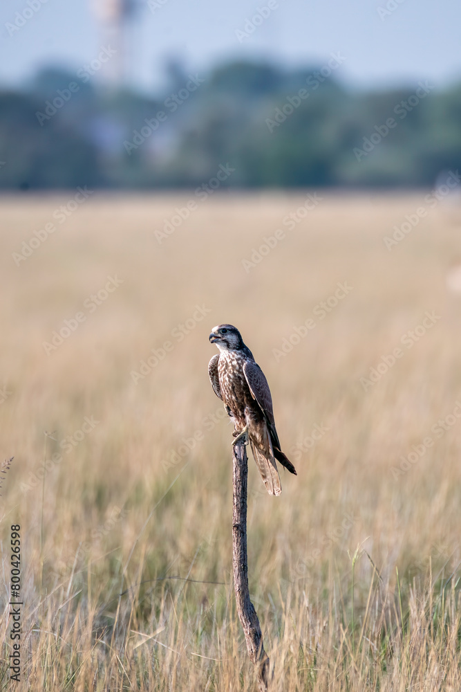 Fototapeta premium A common Kestrel sitting on top of a tree with the background of grassland inside Tal Chappar, Rajasthan during a wildlife drive inside the sanctuary