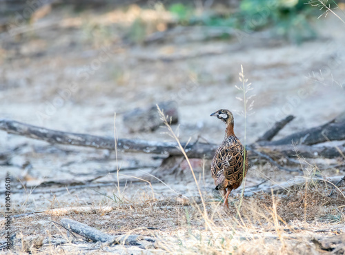 A black francolin walking among the tall grass in the grasslands of Tal chappar black buck sanctuary during a wildlife safari photo