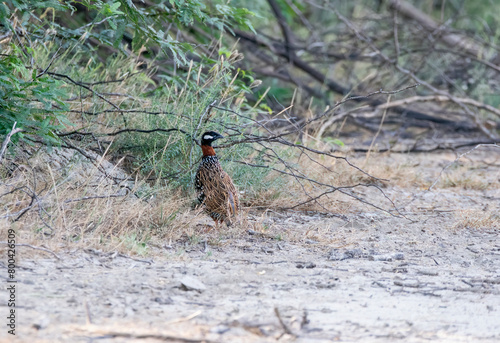 A black francolin walking among the tall grass in the grasslands of Tal chappar black buck sanctuary during a wildlife safari photo