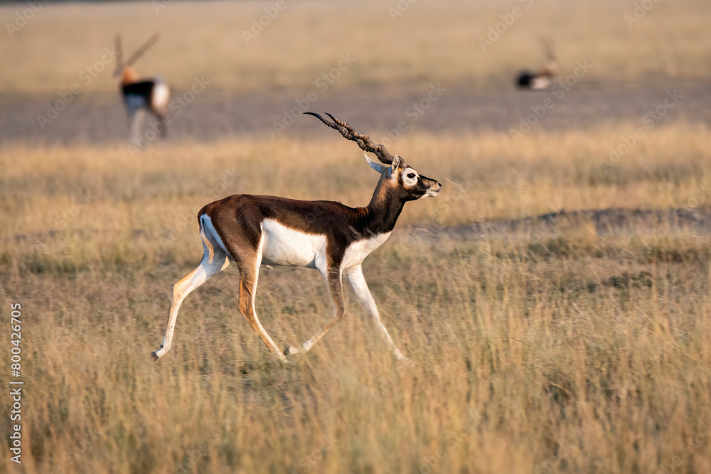 Blackbucks grazing in the grasslands of Tal chappar black buck sanctuary during a beautiful sunset Blackbucks grazing in the grasslands of Tal chappar black buck sanctuary during a beautiful sunset