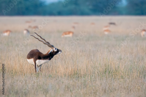 Blackbucks grazing in the grasslands of Tal chappar black buck sanctuary during a beautiful sunset photo