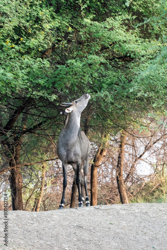 A male nilgai aka blue bull grazing near water body inside Tal Chappar black buck sanctuary in Rajasthan during a wildlife safari photo