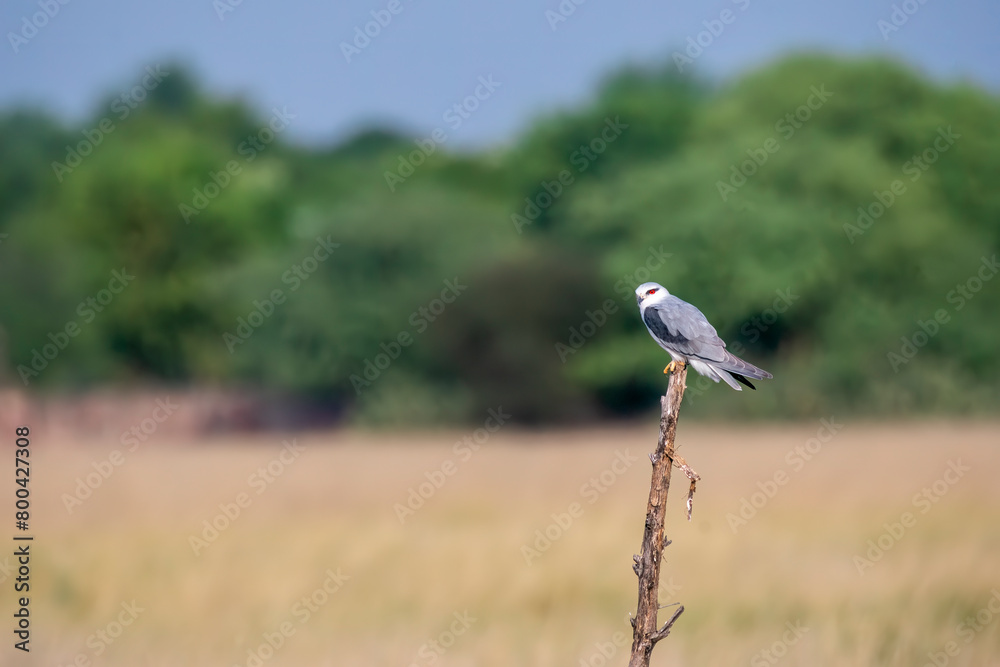 A black shouldered kite sitting on top of a tree stomp in the grasslands of Black buck sanctuary in Tal Chappar during a wildlife safari A black shouldered kite sitting on top of a tree stomp in the grasslands of Black buck sanctuary in Tal Chappar during a wildlife safari