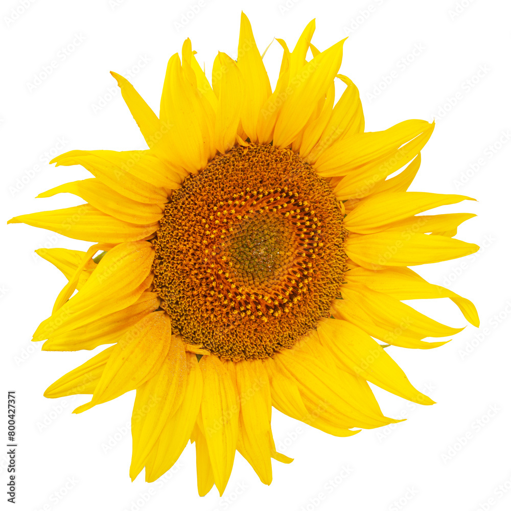 Fototapeta premium Flower of sunflower isolated on white background. Seeds and oil. Flat lay, top view