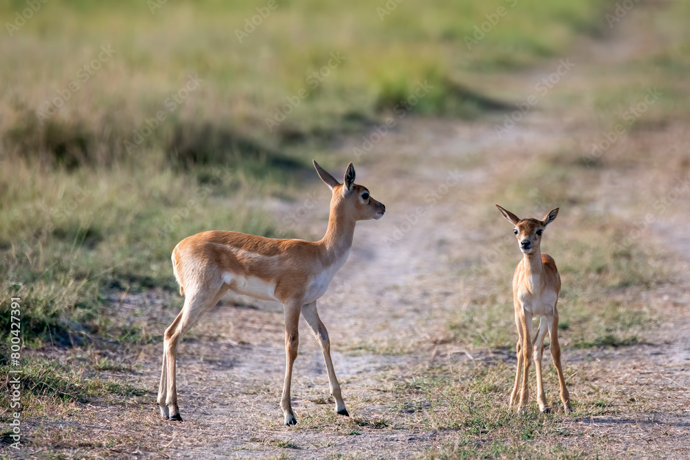 A mother and fawn grazing inside the grasslands of Blackbuck sanctuary during a wildlife safari A mother and fawn grazing inside the grasslands of Blackbuck sanctuary during a wildlife safari