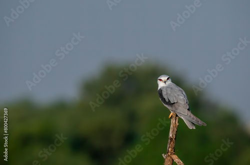 Fotografía A black shouldered kite sitting on top of a tree stomp in the grasslands of Blac