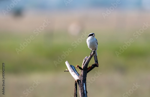 A great gray shrike perched on top of a thorny bush inside Jorbeer conservation area during a birding trip  photo