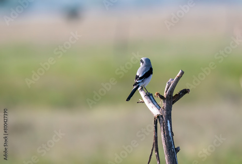 A great gray shrike perched on top of a thorny bush inside Jorbeer conservation area during a birding trip  photo