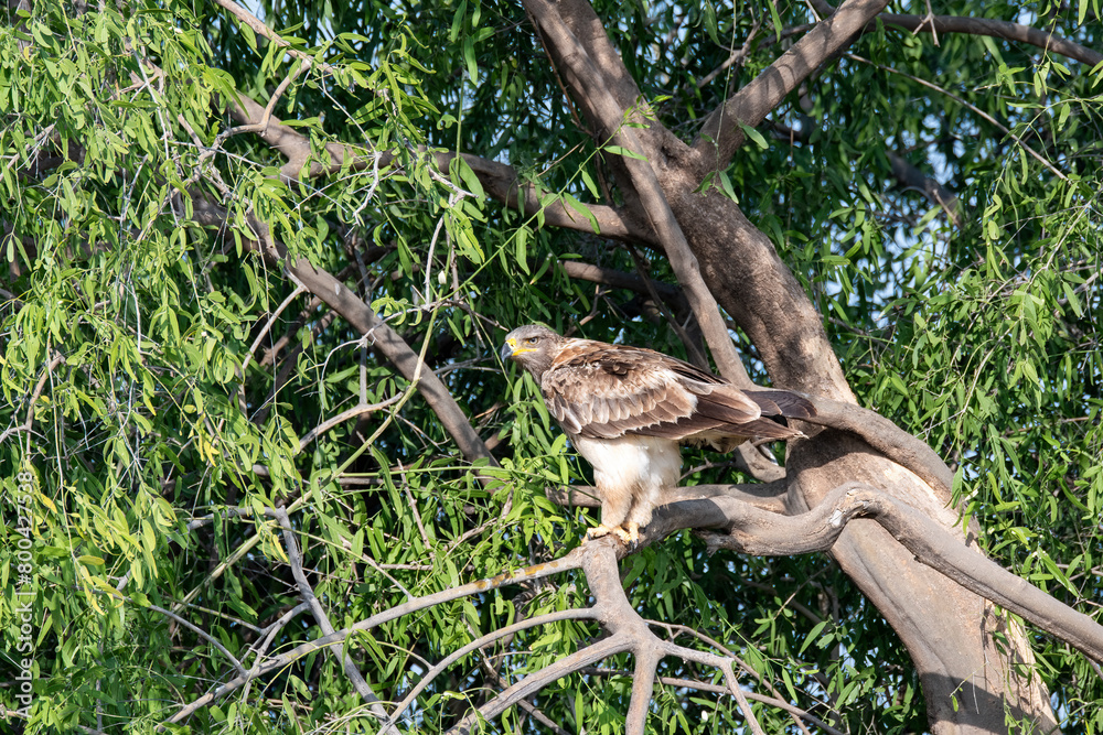 A booted eagle perched on top of tree inside Tal chappar Blackbuck sanctuary during a wildlife safari