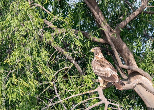 A booted eagle perched on top of tree inside Tal chappar Blackbuck sanctuary during a wildlife safari photo