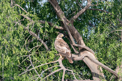 A booted eagle perched on top of tree inside Tal chappar Blackbuck sanctuary during a wildlife safari photo