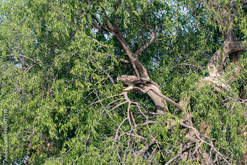 A booted eagle perched on top of tree inside Tal chappar Blackbuck sanctuary during a wildlife safari photo