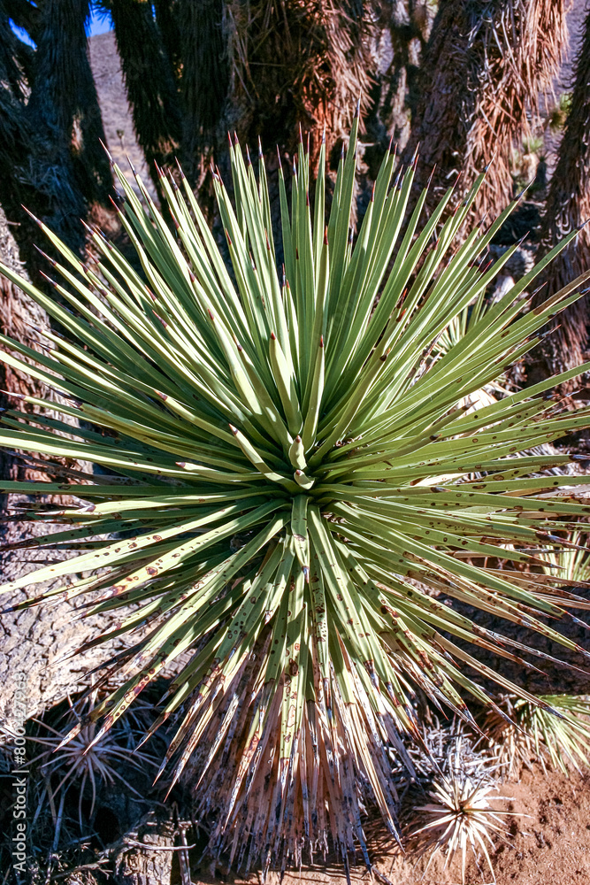 Joshua tree, palm tree yucca (Yucca brevifolia), thickets of yucca on the slopes of the Sierra Nevada mountains, California, USA Joshua tree, palm tree yucca (Yucca brevifolia), thickets of yucca on the slopes of the Sierra Nevada mountains, California, USA